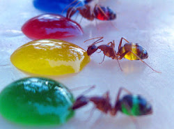 Ghost Ants changing colors as they drink colored liqid.