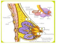 gambar anatomi payudara