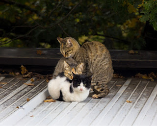 Cat stretching