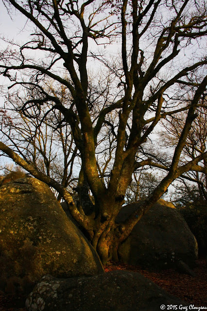 Hêtre remarquable du Bas Cuvier, Forêt Fontainebleau, (C) 2016 Greg Clouzeau