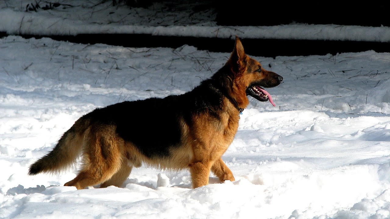 German Shepherd Puppies Sacramento