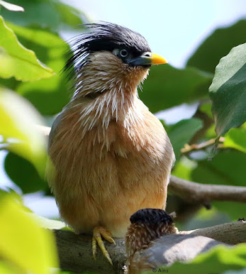 "Brahminy Starling, perched on a mulberry tree."