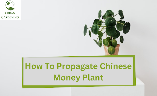 How To Propagate Chinese Money Plant