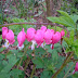 Dreamy Garden Borders in April