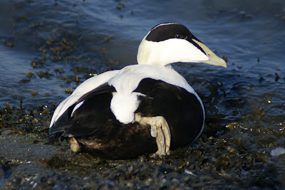 Eider - Eider - Somateria mollissima