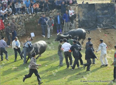 Bullfights in China