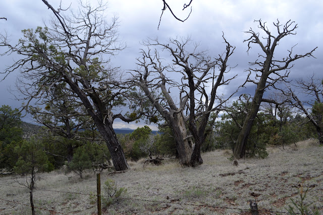 big, old juniper in a set of three