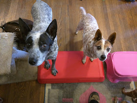 Australian stumpy tail cattle dog and heeler mix