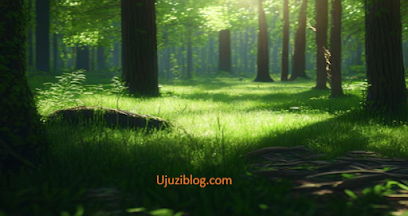 Picture that show forest