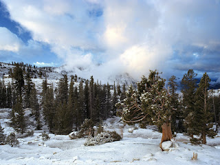 early snow tree huddle sierra (14)