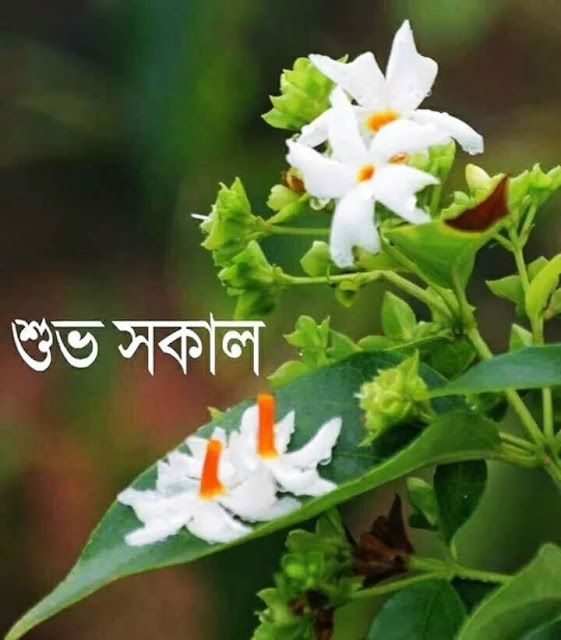 শুভ সকাল ছবি ও পিকচার ডাউনলোড | Good Morning Picture Download শুভ সকাল ছবি ও পিকচার ডাউনলোড | Good Morning Picture Download