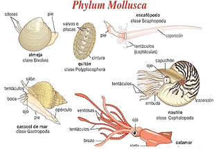  Mollusca  Dan Echinodermata Pengertian Filum Mollusca  