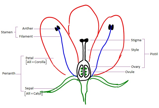 parts of flower diagram. Not all flowers have parts