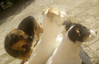 Three puppies sharing the heat of the day