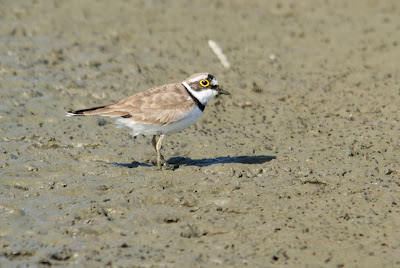 Lytse Bûnte Wilster - Kleine Plevier - Charadrius dubius