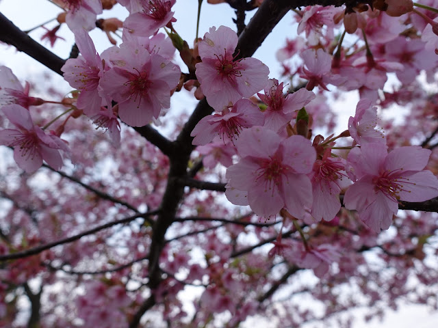 伯耆町 交流の森　河津桜