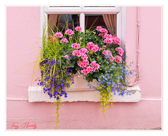 colourful window boxes in summer in carlingford, Ireland