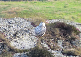 Snowy Owl, Anglesey