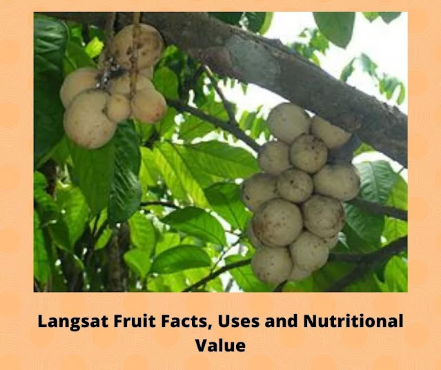 benefits of Langsat fruits