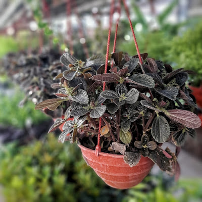 Pilea repens - Black-leaf panamiga care and culture