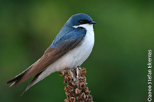 WildMetro