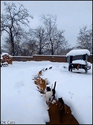 Cute Cat GIF • A good cat lover feed many feral cats hungry in a snowy and cold environnement [ok-cats.com]