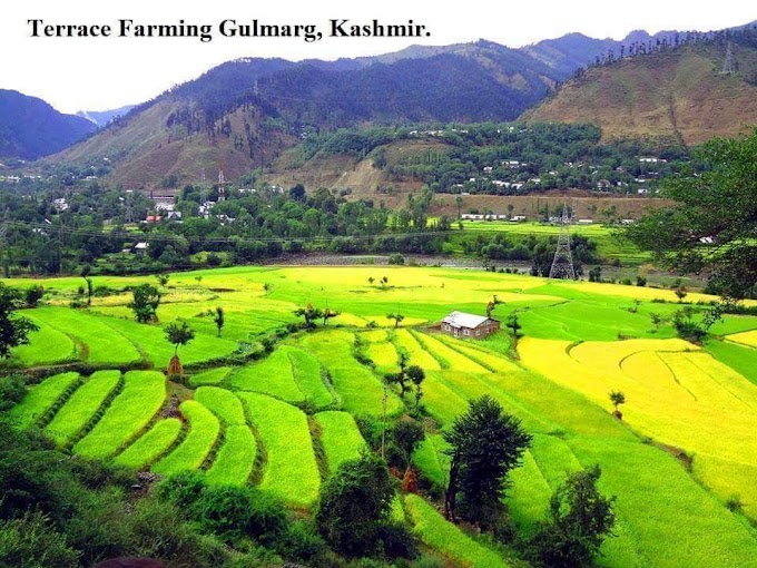 Terrace Farming Gulmarg Kashmir