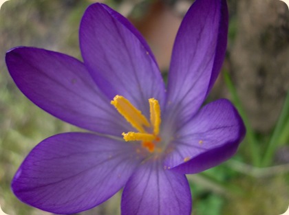 Dejlige krokus