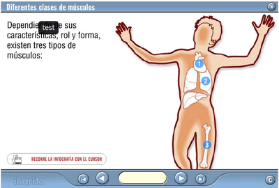 http://www.icarito.cl/herramientas/despliegue/multimedias/2010/03/377-76-6-diferentes-tipos-de-musculos.shtml