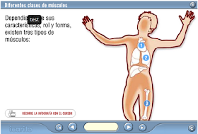 http://www.icarito.cl/herramientas/despliegue/multimedias/2010/03/377-76-6-diferentes-tipos-de-musculos.shtml