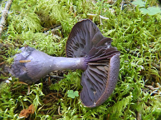 Cortinaire violet - Cortinarius violaceus