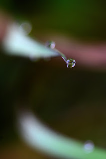 closeup of dew drops on grass