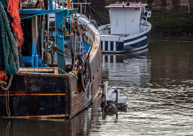 Photo of the swans and cygnets visiting a fishing boat in Maryport Harbour yesterday (Thursday) evening