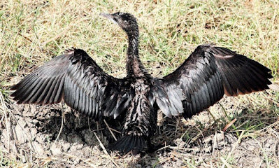 Little Cormorant   - Sunbathing