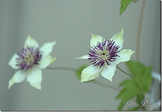 Clematis_Florida_Sieboldii2
