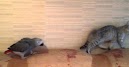 Kitty and Parrot Battle for the Couch