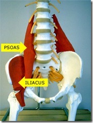 psoas