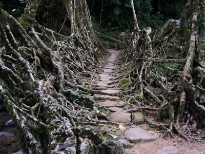 FOTO JEMBATAN HIDUP TERBENTUK DENGAN SECARA ALAMI