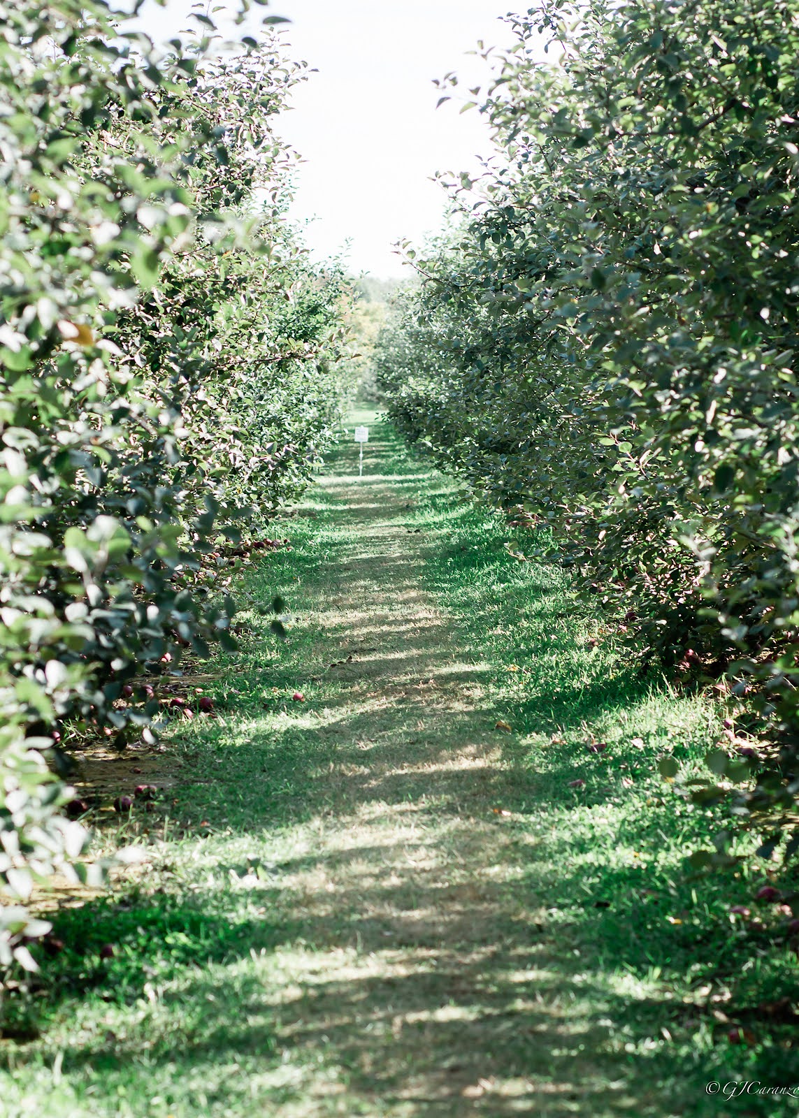 Things to Do in Fall near Ottawa, Ontario: Mountain Orchards Apple Picking