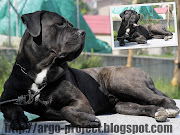 domenica 17 aprile 2011 (argo cane corso ritratto di un amico ii)