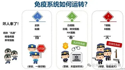 免疫系统如何帮我们防御细菌与病毒