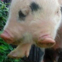 Pig have 2 head & 3 eye
