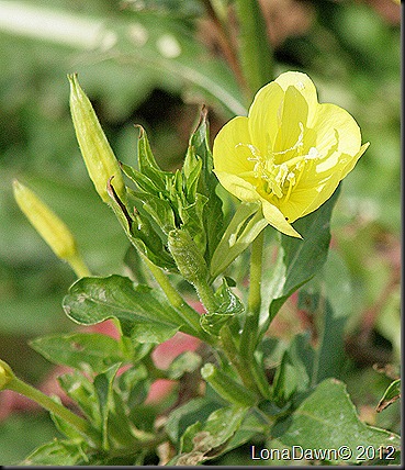 Ross_Lake_Flower2