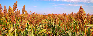 Sorghum is beautiful!