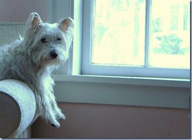 Adorable West Highland Terrier