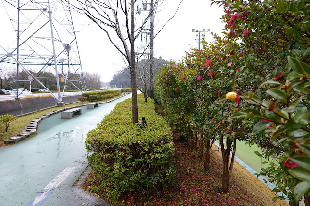 鳥取県米子市 どらドラパーク米子 米子庭球場 サザンカ（山茶花）