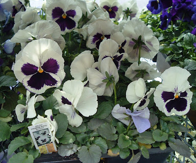 [Photo: Viola x wittrockiana Delta Premium White Blotch.]