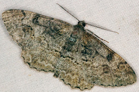 Moth, Mottled Beauty, Alcis repandata.  Keston Common moth trap, 2 July 2011.