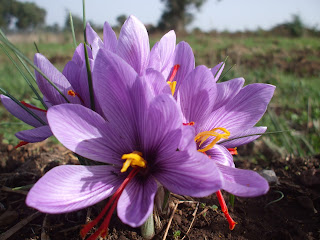  Video Zafferano, Saffron, Azafràn, Safran