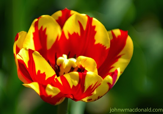 Foto Gambar Bunga Tulip Warna Warni